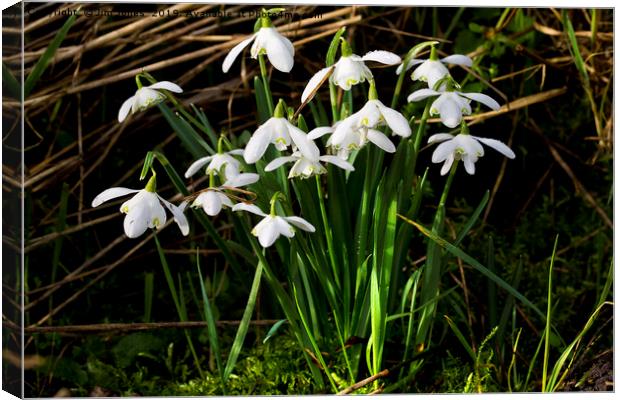A clump of wild woodland Snowdrops Canvas Print by Jim Jones