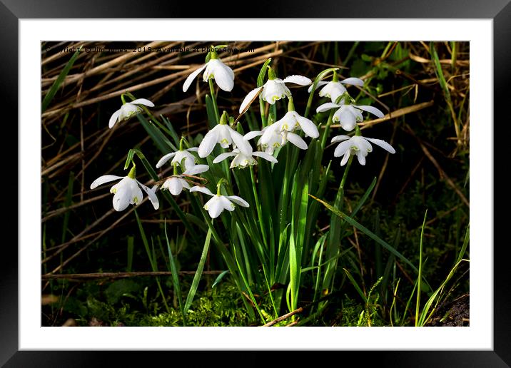 A clump of wild woodland Snowdrops Framed Mounted Print by Jim Jones