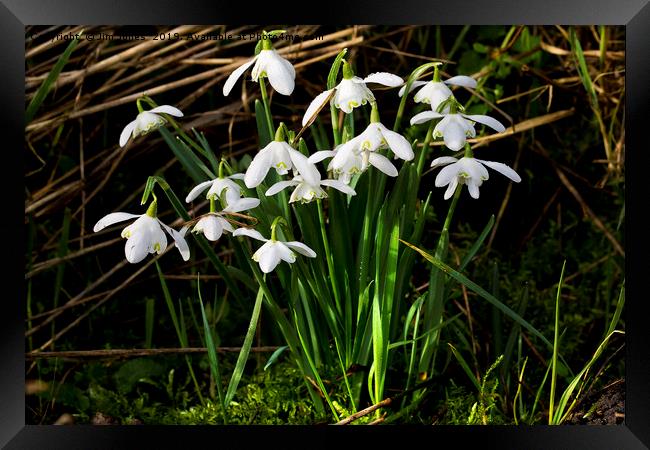 A clump of wild woodland Snowdrops Framed Print by Jim Jones
