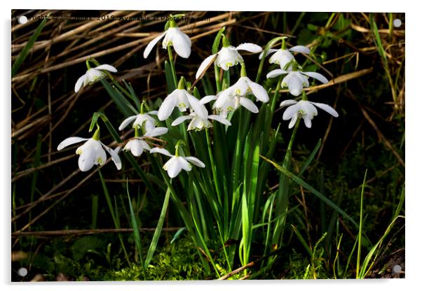 A clump of wild woodland Snowdrops Acrylic by Jim Jones