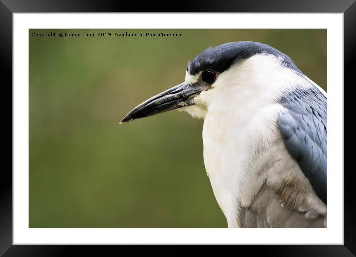 Black-Crowned Night Heron Framed Mounted Print by DiFigiano Photography