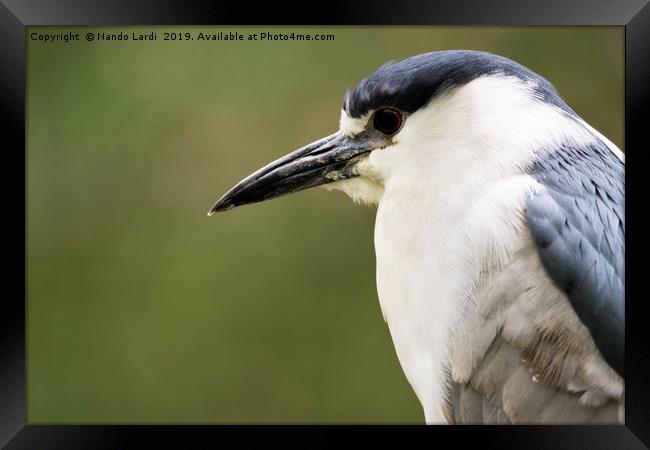 Black-Crowned Night Heron Framed Print by DiFigiano Photography