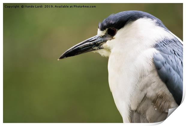 Black-Crowned Night Heron Print by DiFigiano Photography