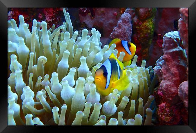 Red Sea Clown Fish Framed Print by mark humpage