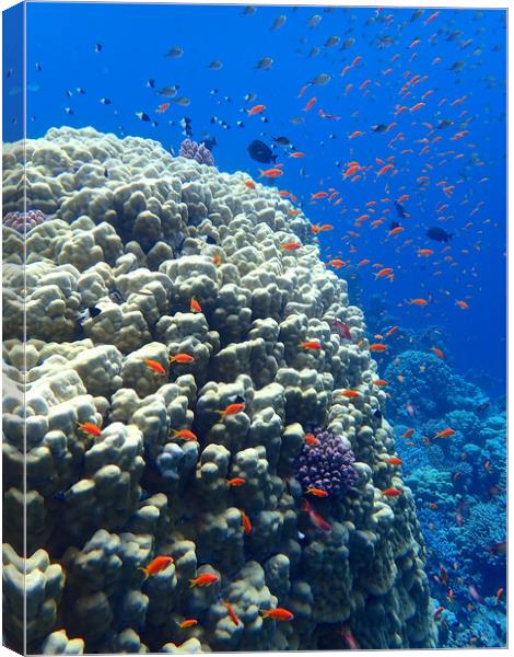 Red Sea underwater    Canvas Print by mark humpage