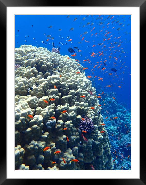Red Sea underwater    Framed Mounted Print by mark humpage