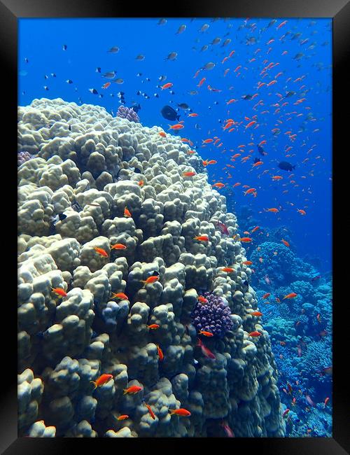 Red Sea underwater    Framed Print by mark humpage