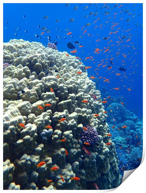 Red Sea underwater    Print by mark humpage