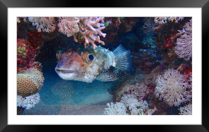 Puffer Fish Framed Mounted Print by mark humpage