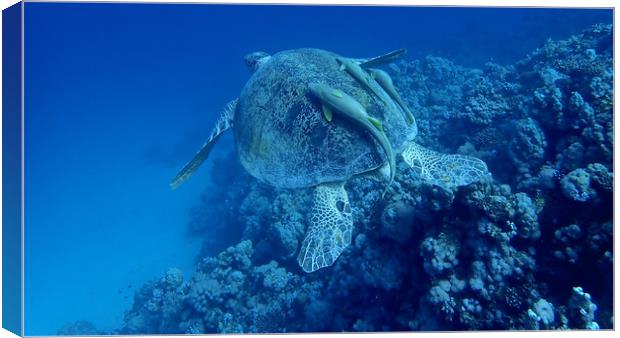 Green Turtle with Remoras, Red Sea, Egypt Canvas Print by mark humpage