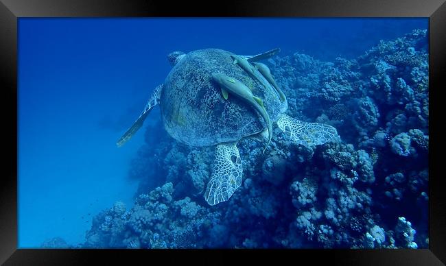 Green Turtle with Remoras, Red Sea, Egypt Framed Print by mark humpage