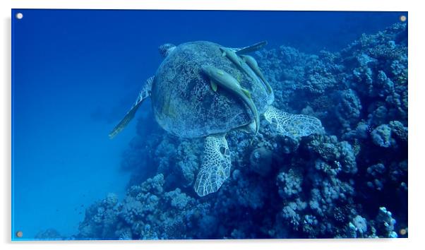Green Turtle with Remoras, Red Sea, Egypt Acrylic by mark humpage