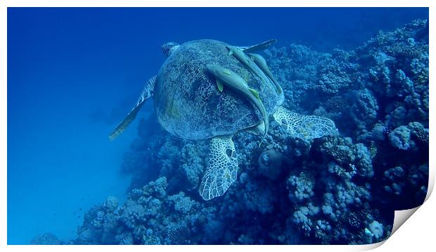 Green Turtle with Remoras, Red Sea, Egypt Print by mark humpage