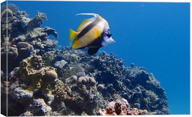 Red Sea Bannerfish Canvas Print by mark humpage
