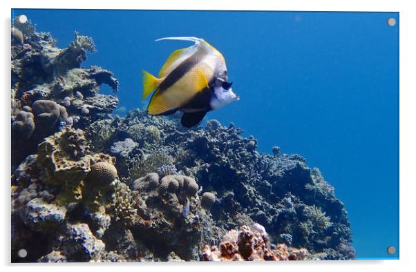 Red Sea Bannerfish Acrylic by mark humpage