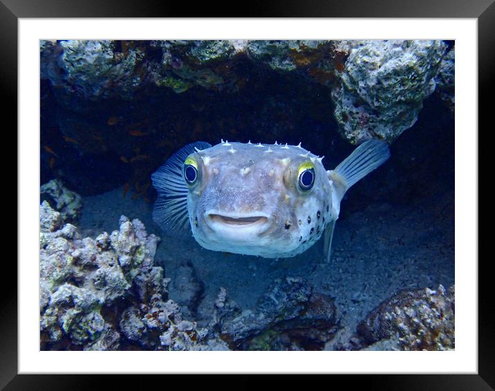 Puffer Fish watching Framed Mounted Print by mark humpage