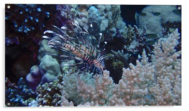 Lion Fish with soft coral Acrylic by mark humpage