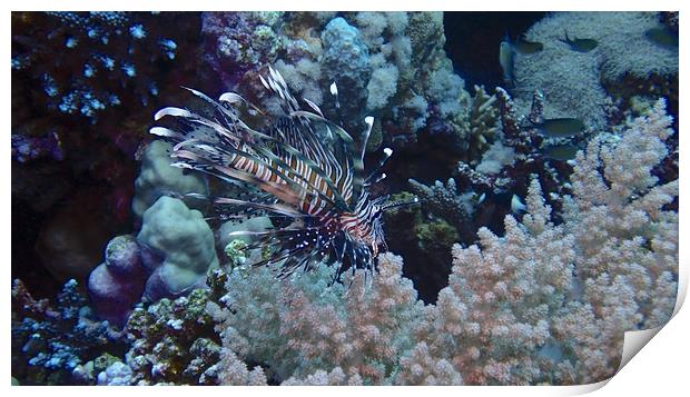 Lion Fish with soft coral Print by mark humpage