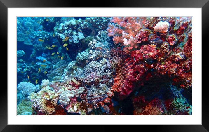 Bearded Scorpionfish Framed Mounted Print by mark humpage
