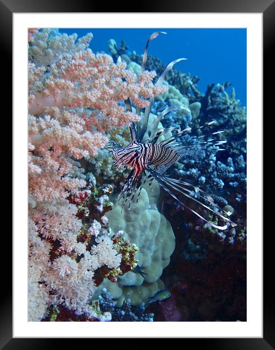Venomous Lion Fish Framed Mounted Print by mark humpage
