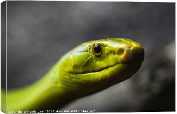 Green Mamba Canvas Print by DiFigiano Photography