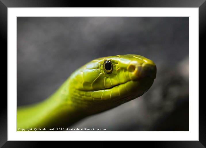 Green Mamba Framed Mounted Print by DiFigiano Photography