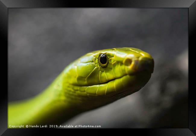 Green Mamba Framed Print by DiFigiano Photography