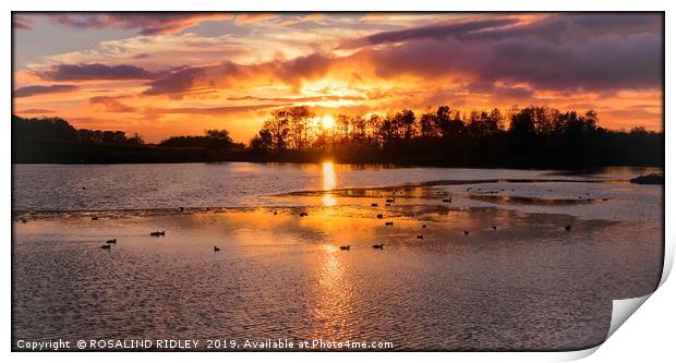 Hardwick park sunset Print by ROS RIDLEY