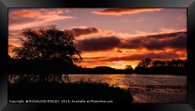"Tree by the lake" Framed Print by ROS RIDLEY