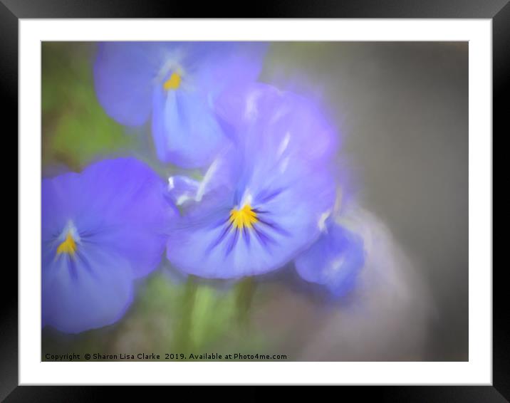 Pansy Blues Framed Mounted Print by Sharon Lisa Clarke