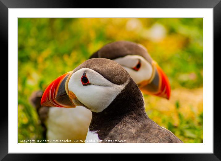 Puffins Framed Mounted Print by Andrew McConochie