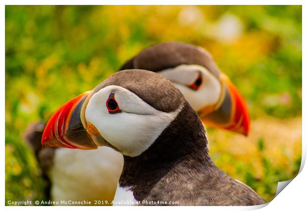 Puffins Print by Andrew McConochie