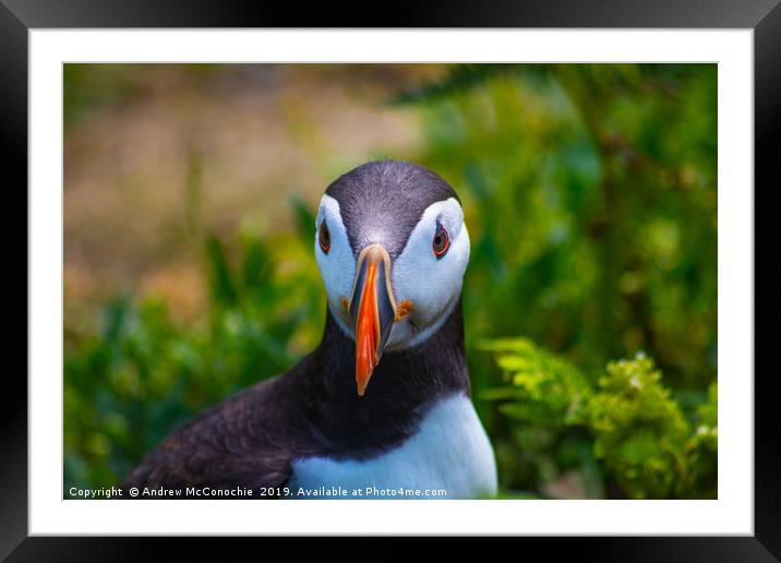 Puffin Portrait Framed Mounted Print by Andrew McConochie