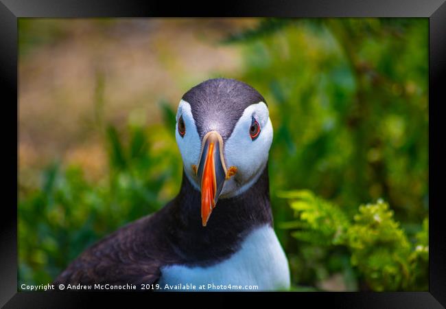 Puffin Portrait Framed Print by Andrew McConochie