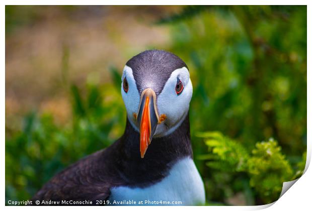 Puffin Portrait Print by Andrew McConochie