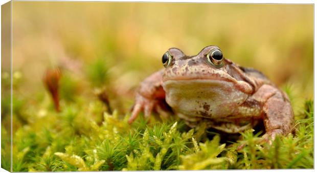 Frog Canvas Print by Macrae Images