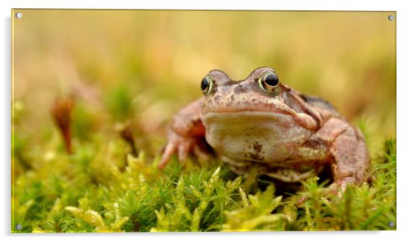 Frog Acrylic by Macrae Images