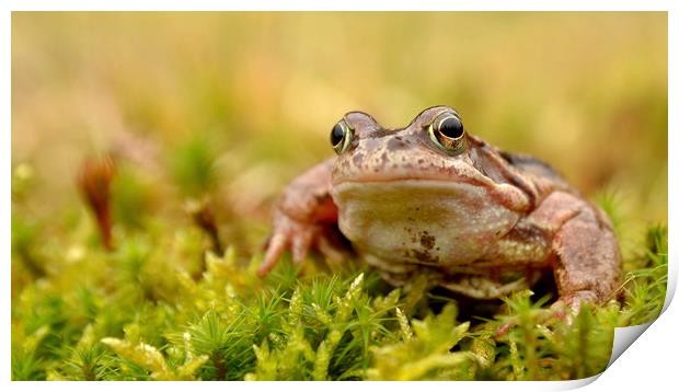 Frog Print by Macrae Images