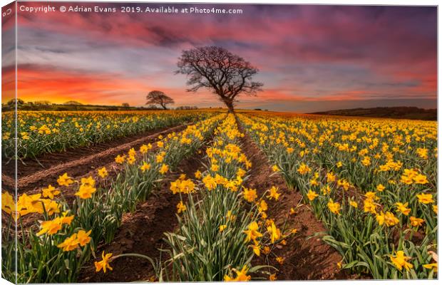 Field of Daffodils Sunset Canvas Print by Adrian Evans