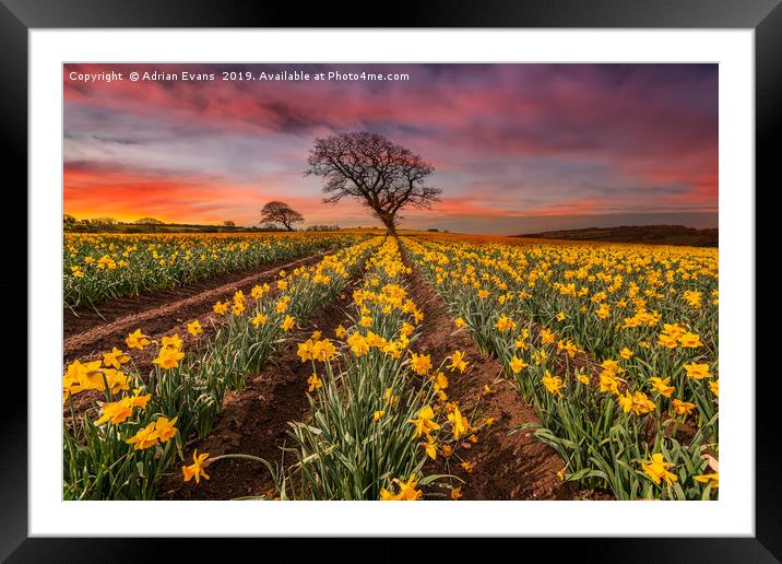 Field of Daffodils Sunset Framed Mounted Print by Adrian Evans