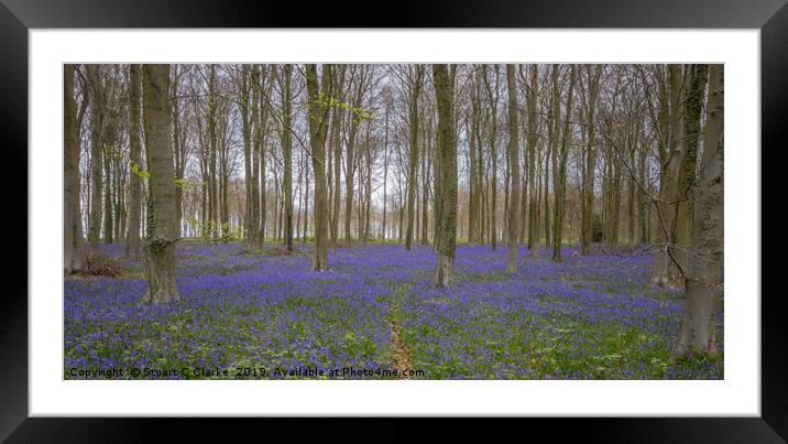 Bluebell woods, Patching Framed Mounted Print by Stuart C Clarke
