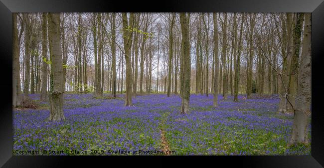 Bluebell woods, Patching Framed Print by Stuart C Clarke
