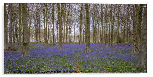 Bluebell woods, Patching Acrylic by Stuart C Clarke