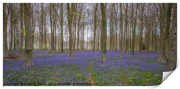 Bluebell woods, Patching Print by Stuart C Clarke