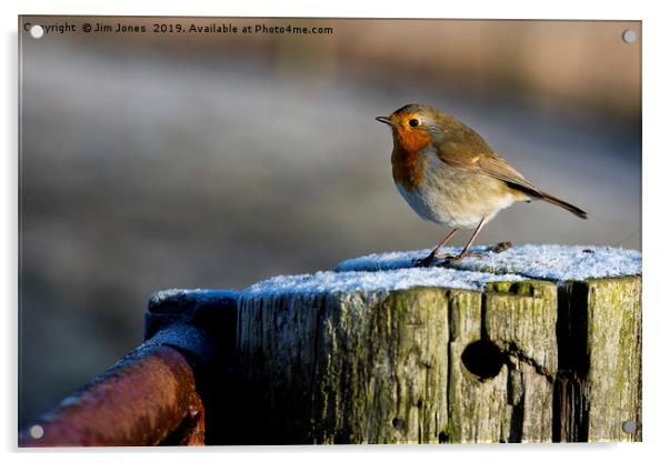 Robin in winter sunshine (2) Acrylic by Jim Jones