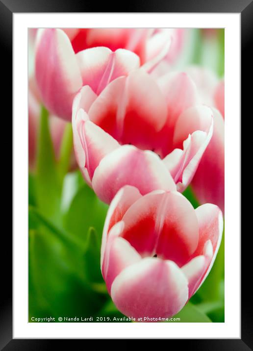 Pink Tulips Framed Mounted Print by DiFigiano Photography