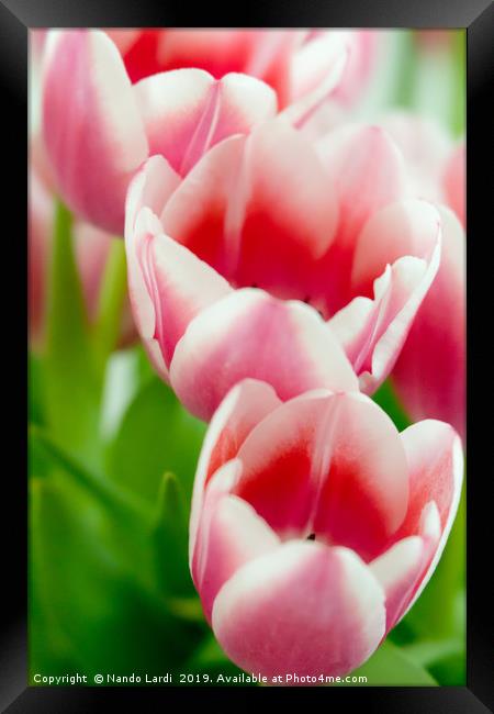 Pink Tulips Framed Print by DiFigiano Photography