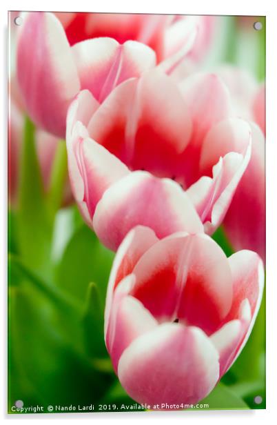 Pink Tulips Acrylic by DiFigiano Photography