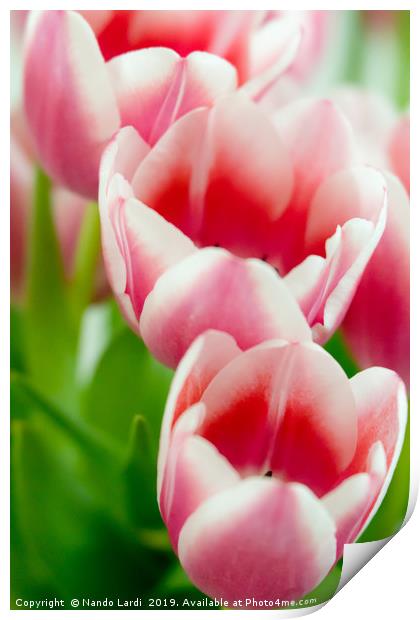 Pink Tulips Print by DiFigiano Photography