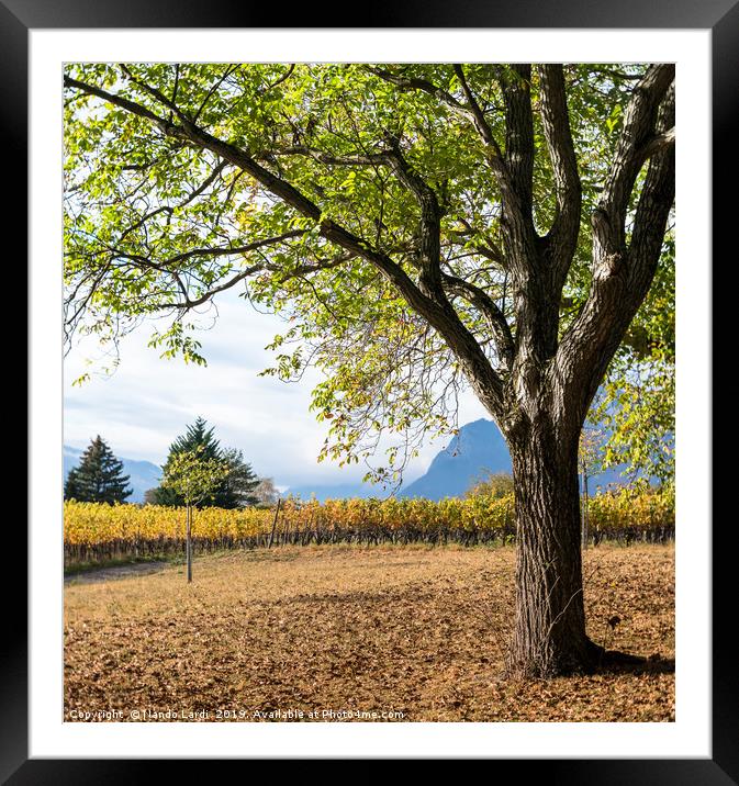 Oak And Grapevines Framed Mounted Print by DiFigiano Photography